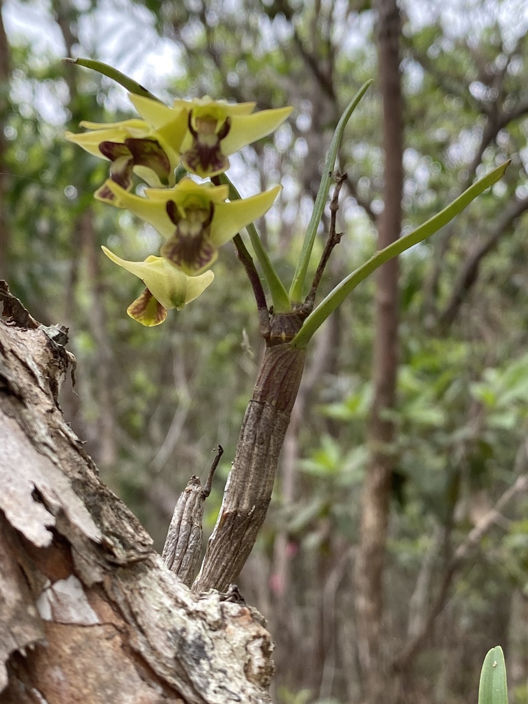 Dendrobium fellowsii F.Muell. 3