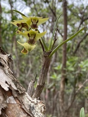 Dendrobium fellowsii