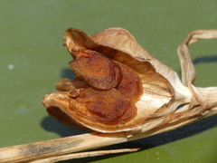 Gladiolus dubius