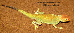 Phrynocephalus lutensis