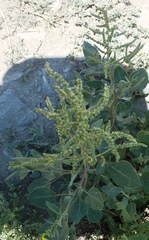 Chenopodium acuminatum