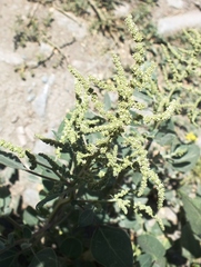 Chenopodium acuminatum