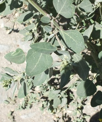 Chenopodium acuminatum