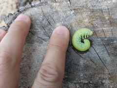 Cimbex femoratus