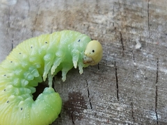 Cimbex femoratus