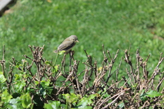 Phylloscopus trochilus