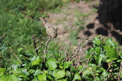 Phylloscopus trochilus
