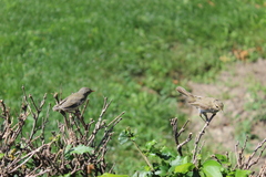 Phylloscopus trochilus
