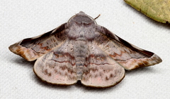 Oenochroma turneri