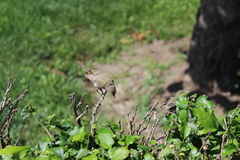 Phylloscopus trochilus