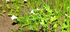 Oxalis comptonii