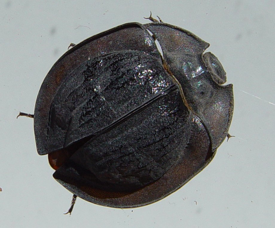 Sympetes acutifrons