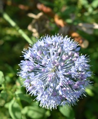 Allium caeruleum