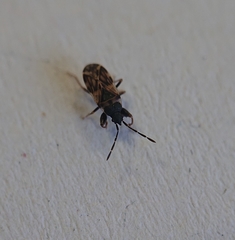 Taphropeltus nervosus