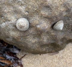 Bembicium