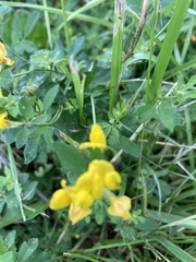 Lotus corniculatus