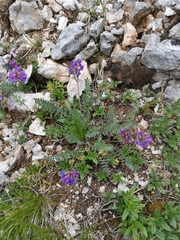 Oxytropis neglecta