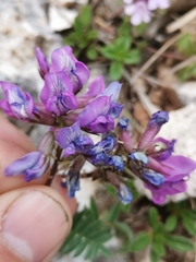 Oxytropis neglecta