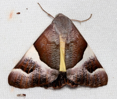 Niceteria macrocosma