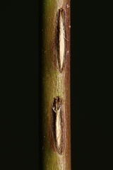 Tettigettula pygmea