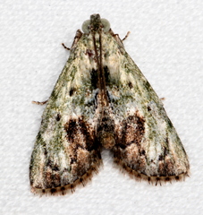 Enchesphora recurvalis