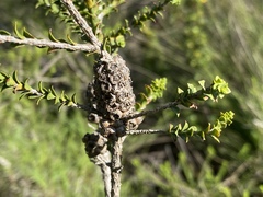 Melaleuca uxorum
