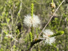 Melaleuca uxorum