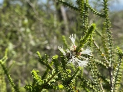 Melaleuca uxorum