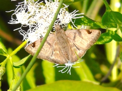Arteurotia tractipennis