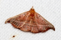 Corgatha ancistrodes
