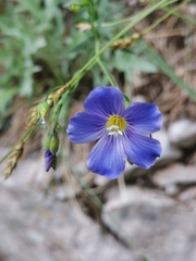 Linum julicum