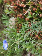 Linum julicum