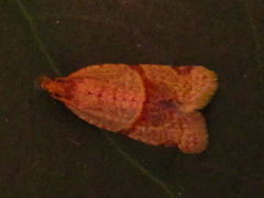 Neocalyptis angustilineata