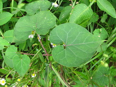 Cynanchum wilfordii