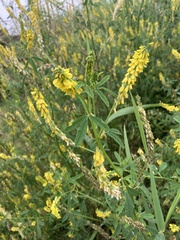 Melilotus officinalis