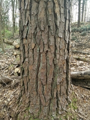 Tsuga canadensis