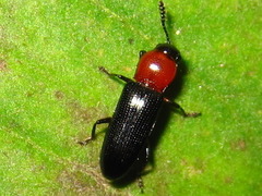 Anadastus atriceps
