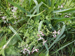 Fumaria muralis boraei