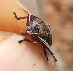 Holcostethus albipes