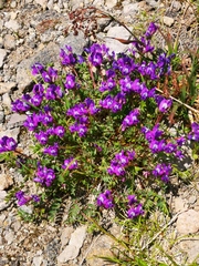Oxytropis kamtschatica
