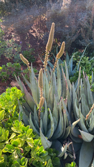 Aloe petricola