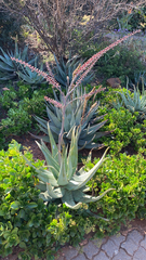 Aloe globuligemma