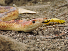 Pituophis vertebralis