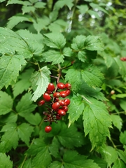 Actaea spicata