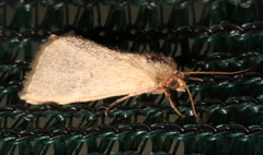 Heliocheilus moribunda