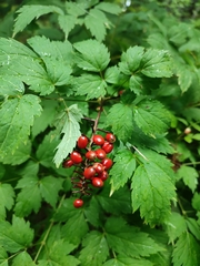 Actaea spicata