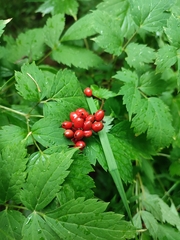 Actaea spicata