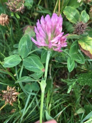 Trifolium pratense