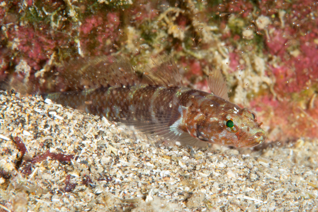 Brito's Goby