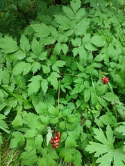 Actaea spicata